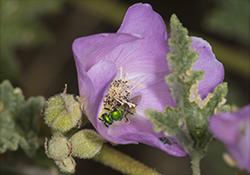 Wild bee on globemallow