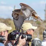 Raptor Free Flight